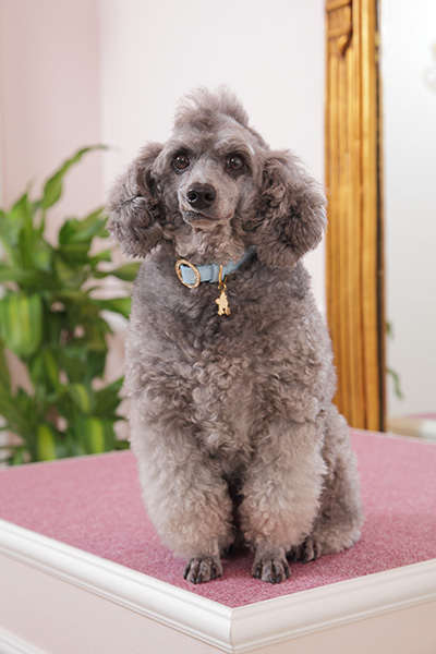 犬　首輪　かわいい