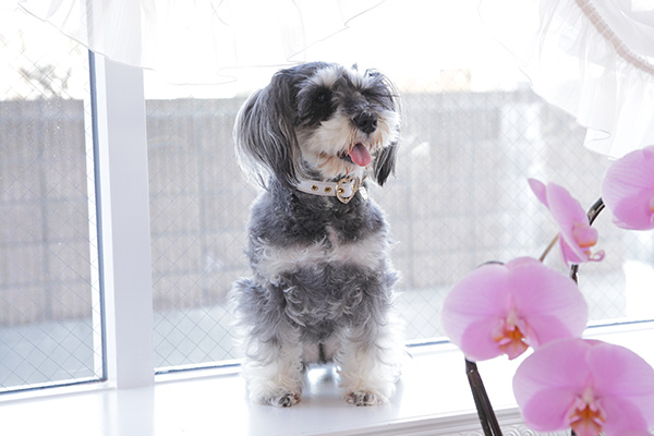 犬　首輪　かわいい