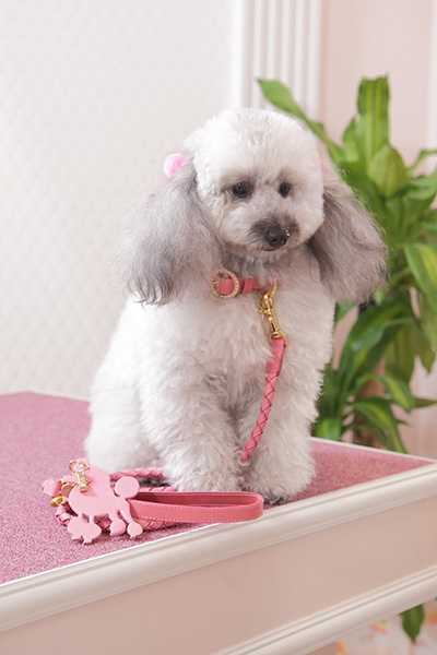 犬　首輪　かわいい　ピンク