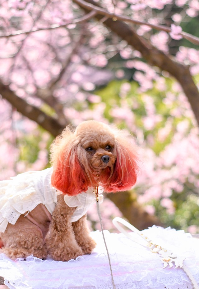 犬　首輪　かわいい プードル