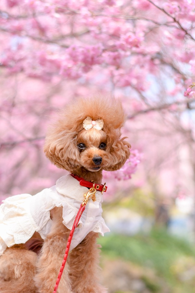 犬　首輪　かわいい プードル