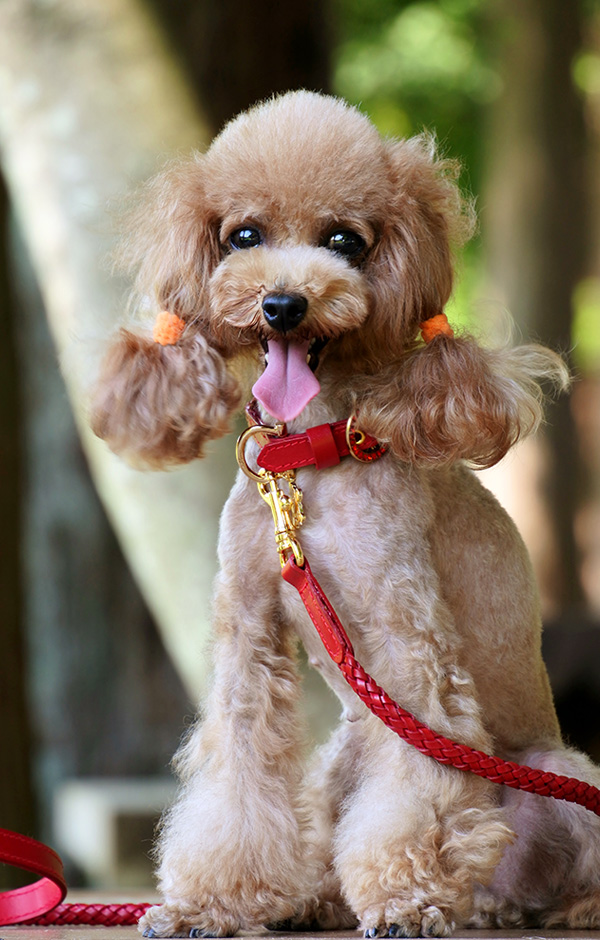 犬　首輪　かわいい プードル 着用