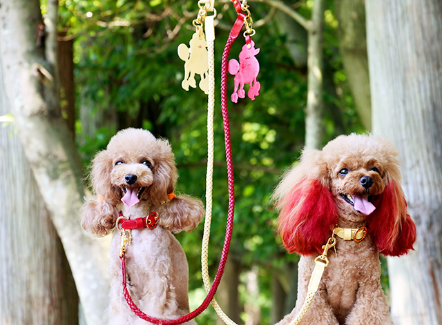 犬　首輪　かわいい プードル 着用