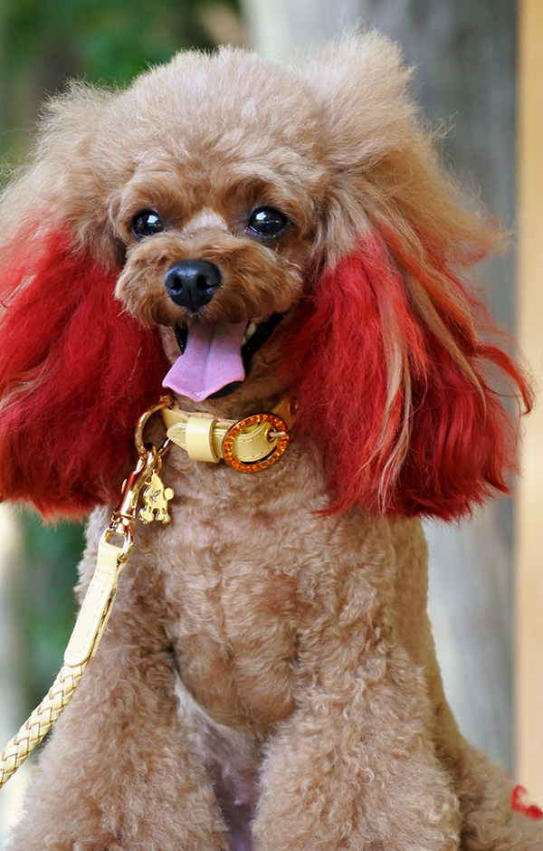 犬　首輪　かわいい プードル 着用