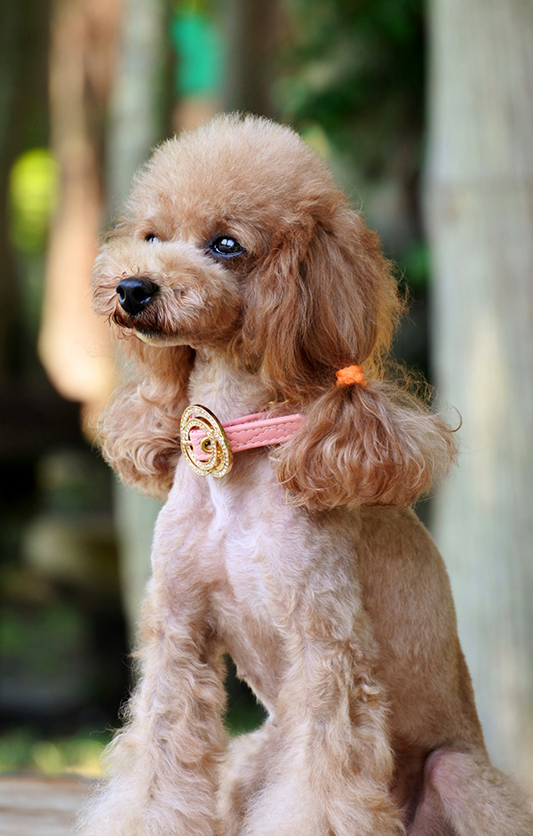 犬　リード　かわいい