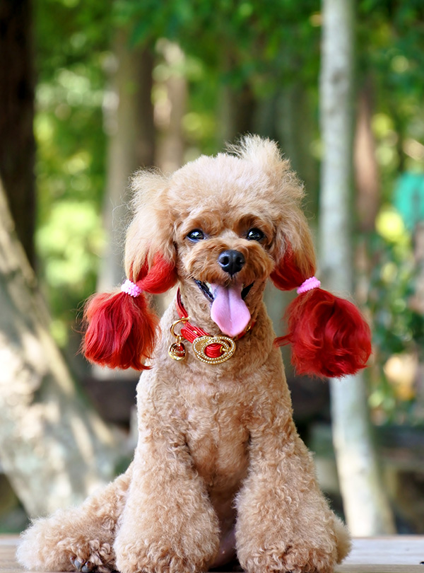 犬　リード　かわいい