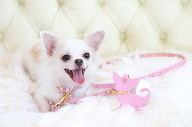 Charlotte ピンク モデル犬着用