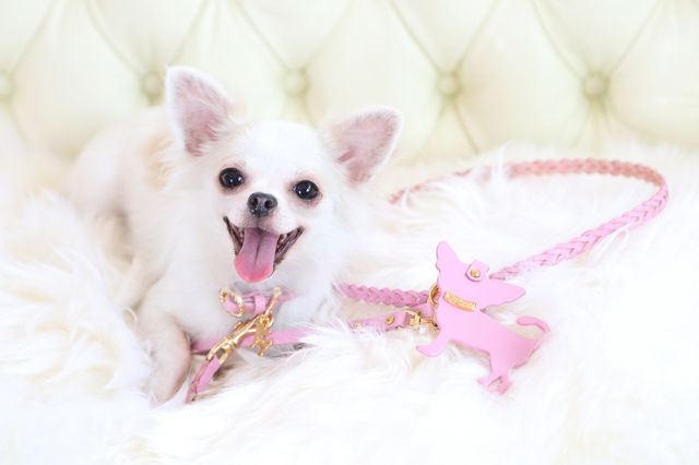 Charlotte ピンク モデル犬着用