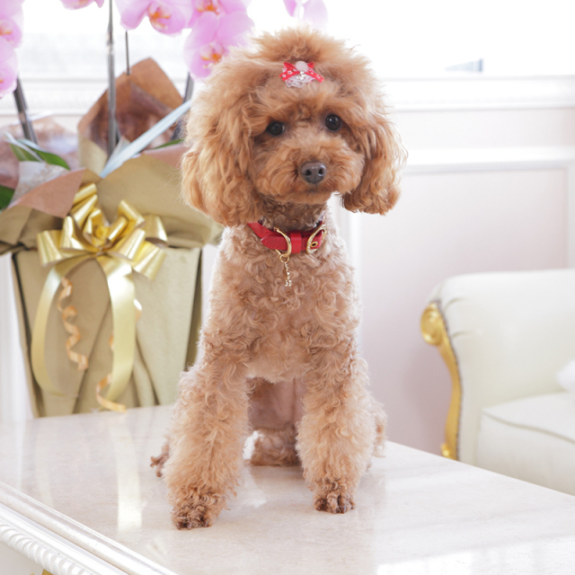 モデル犬コーナー 犬のリードと首輪の通販 キエリーズ Kierrys オンラインショップ