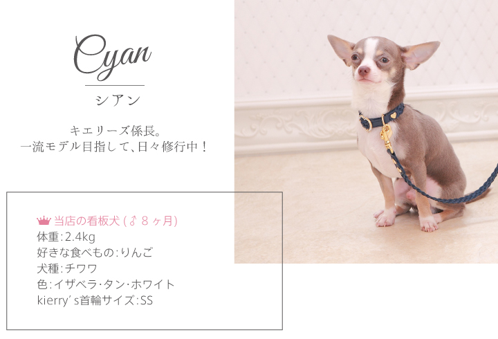 シアン キエリーズ モデル犬 首輪 リード